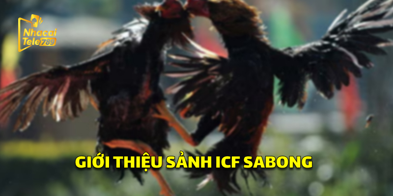Giới thiệu sảnh ICF SABONG